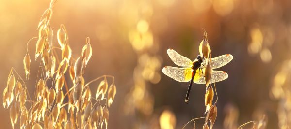 Online FREE 1-hour Taster Session